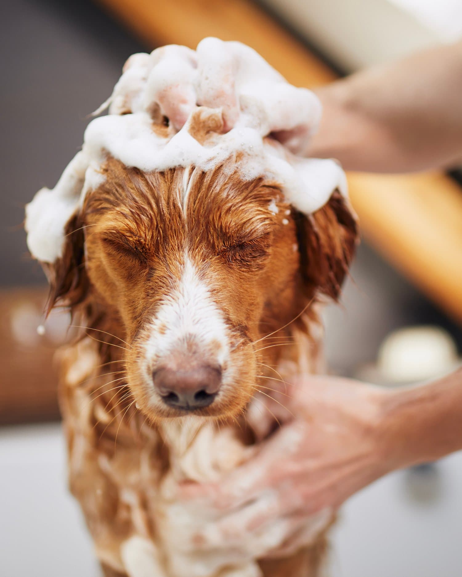 Self-serve dog wash at Clean Wash